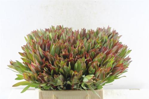Leucadendron overig