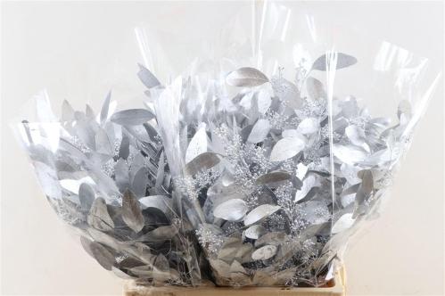 Eucalyptus polyanthemos (fruit) kleurbehandeld per bos H%