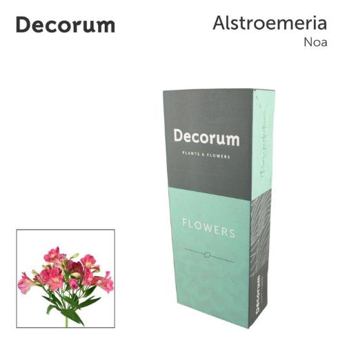 Alstroemeria Noa