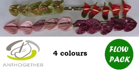 Anthurium Andreanum Grp gemengd 4 kleuren
