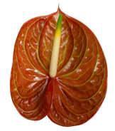 Anthurium (Andreanum Grp) Corniche