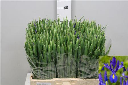 Iris (Hollandse Iris Grp) 'Blue Magic'