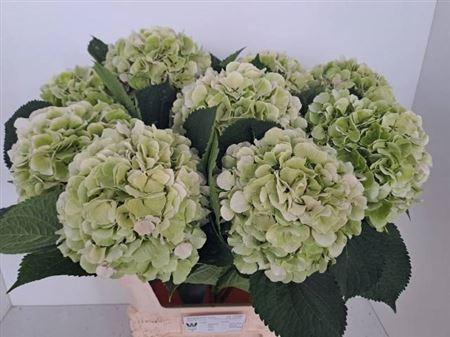 Hydrangea macrophylla 'Verena' (classic)