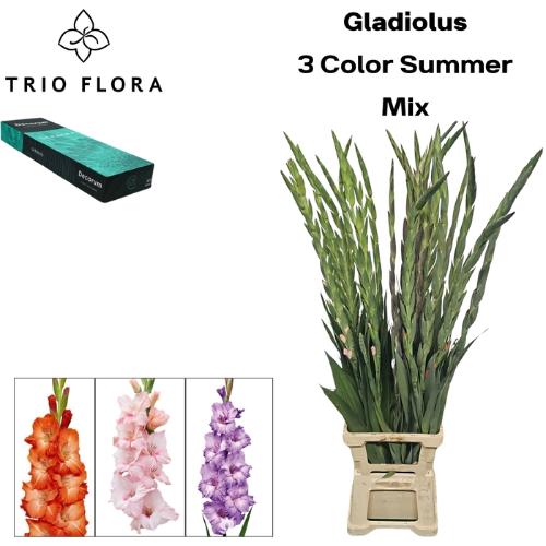 Gladiolus grootbloemig gemengd in fust
