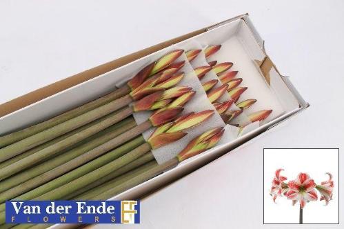 Hippeastrum Colibri Grp 'Twinkle Star'