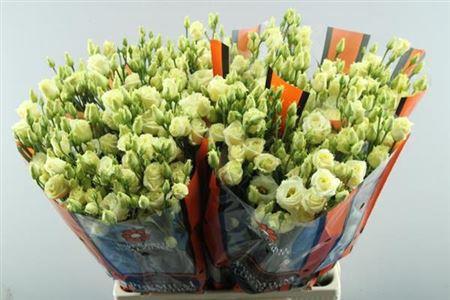 Eustoma russellianum gevuldbloemig 'Rosita Yellow'