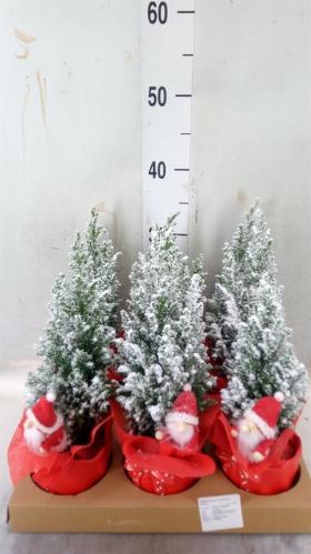 Chamaecyparis lawsoniana 'Ellwoodii'