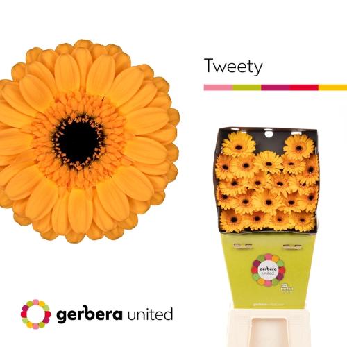 Gerbera mini Tweety