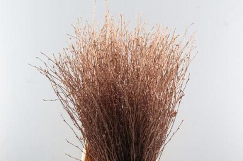 Betula kleurbehandeld H%