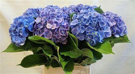 Hydrangea macrophylla 'Bodensee' (blauw)