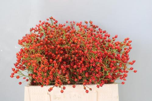 Rosa Prinsberry Fire
