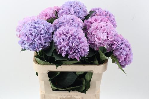 Hydrangea macrophylla Royal Benefit (roze)