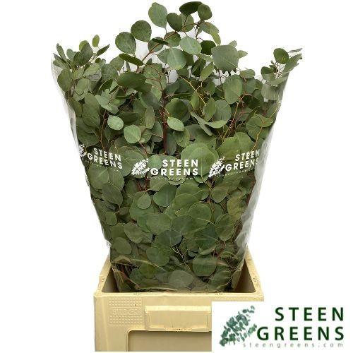 Eucalyptus per bos polyanthemos