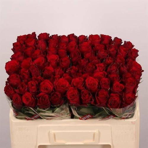 Rosa grootbloemig Upper Class