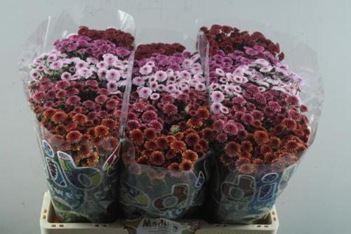 Chrysanthemum (Indicum Grp) tros santini Madiba Tyolo gemengd in fust
