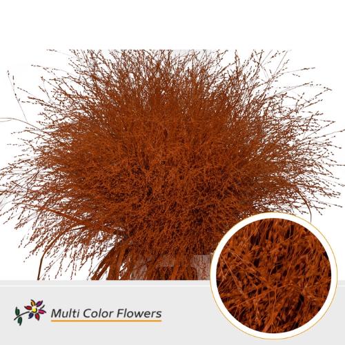 Siergras kleurbehandeld H%