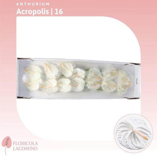 Anthurium Andreanum Grp 'Acropolis'