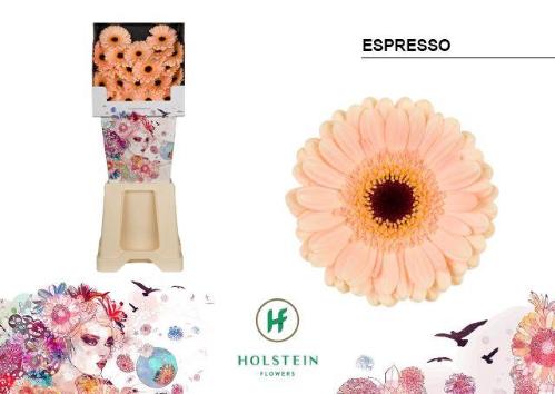 Gerbera mini Espresso
