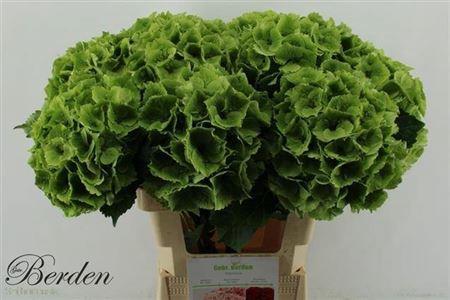 Hydrangea macrophylla Magical Emerald (classic)