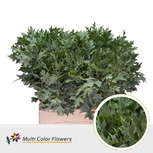 Quercus palustris kleurbehandeld H%