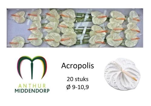 Anthurium Andreanum Grp 'Acropolis'