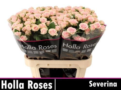 Rosa tros Severina