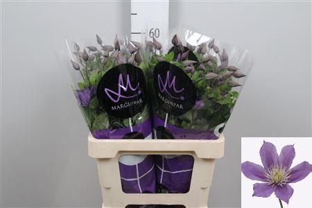 Clematis Amazing Sofia