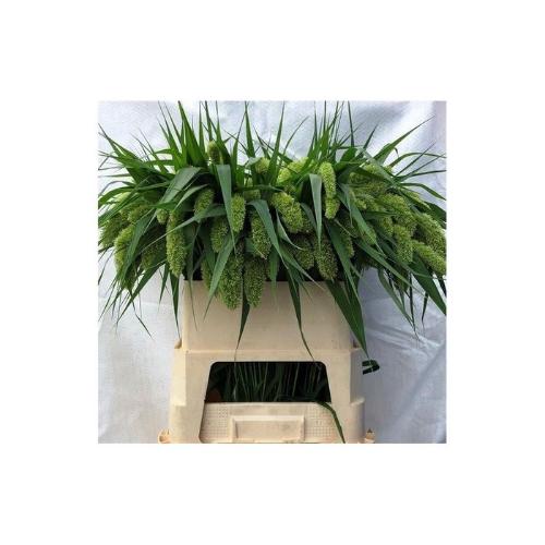Setaria italica 'Volle Melk'