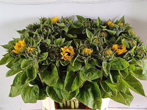 Helianthus annuus 'Sunrich Orange'