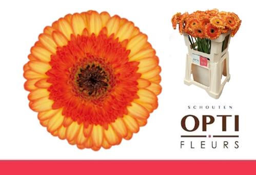 Gerbera mini Colori