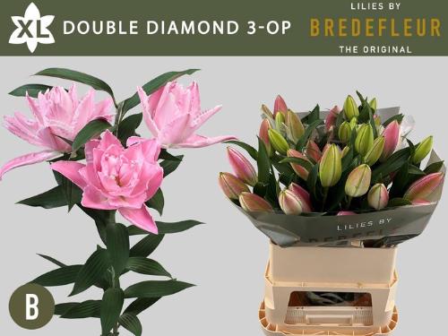 Lilium (Oriental Grp) dubbel 'Double Diamond'