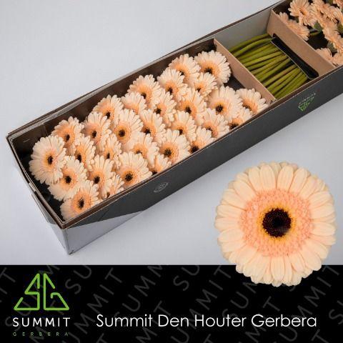 Gerbera mini 'Cafe'