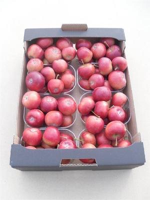 Siervruchten per stuk Malus