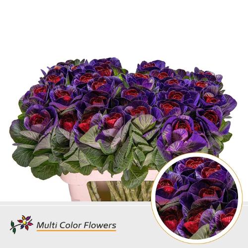 Brassica oleracea kleurbehandeld H%