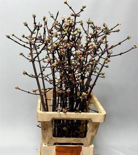 Viburnum bodnantense 'Charles Lamont'