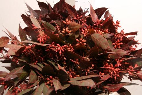 Eucalyptus kleurbehandeld per bos H%