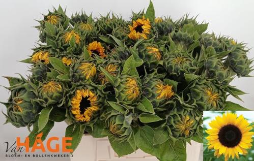 Helianthus annuus 'Sunrich Orange'