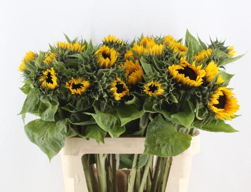 Helianthus annuus 'Sunrich Orange'