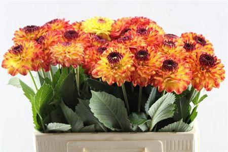 Dahlia Ball Grp 'Icoon'