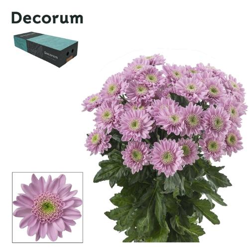 Chrysanthemum Indicum Grp tros kas Optimist