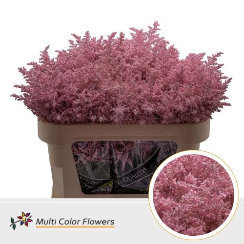 Solidago kleurbehandeld H%