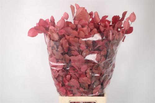 Eucalyptus polyanthemos (fruit) kleurbehandeld per bos H%