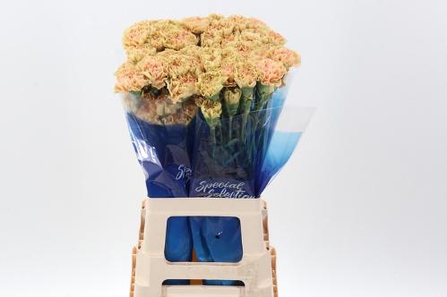 Dianthus standaard Ambar