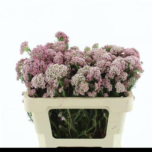 Ozothamnus 'Cooks Tall Pink'