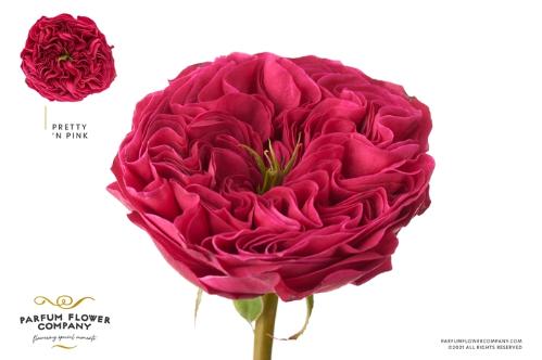 Rosa grootbloemig Pink 'N Pretty