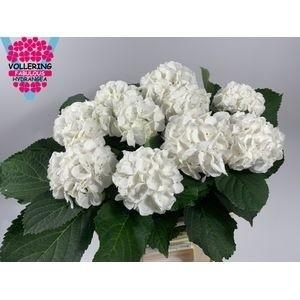Hydrangea macrophylla 'Schneeball'