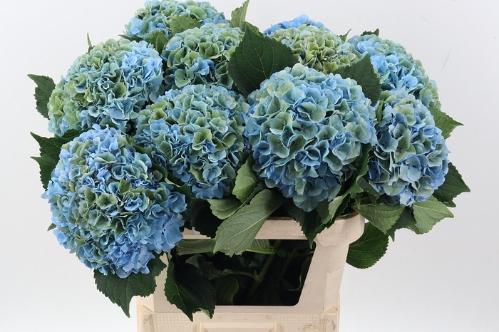 Hydrangea macrophylla Royal Symphony (classic)