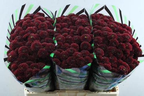 Chrysanthemum (Indicum Grp) tros santini Alonso