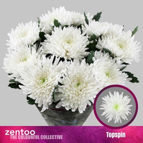 Chrysanthemum (Indicum Grp) geplozen Topspin
