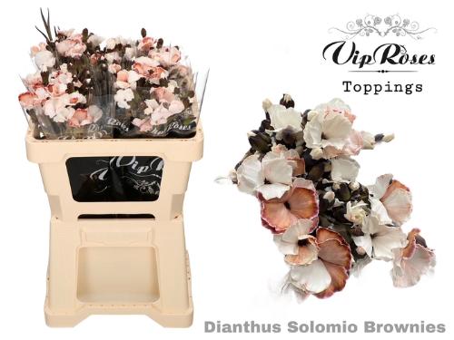 Dianthus standaard kleurbehandeld H%